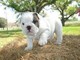 Los cachorros ingleses del bulldog de akc para la adopción libre
