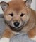 Los cachorros precioso de Shiba Inu - Foto 1