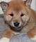 Los cachorros precioso de shiba inu