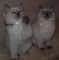 Los gatitos registrados de Ragdoll - Foto 1