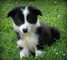 Los perritos de border collie