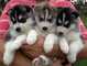 Los perritos del Husky Siberiano - Foto 1