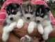 Los perritos del husky siberiano