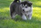 Los perritos del malamute de alaska