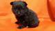 Los perritos miniatura del perro de pomerania