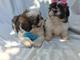 Los perritos registrados de Shih Tzu de la Navidad - Foto 1