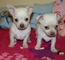 Macho y hembra chihuahua cachorros