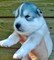 Macho y hembra husky siberiano listo para la adopción