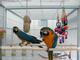 Macho y hembra Macaw papagayos - Foto 1