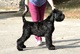 Macho y hembra negro Terrier ruso cachorros listo para regalo - Foto 1
