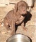 Magníficos cachorros de Mastín Napolitano para la adopcion - Foto 1