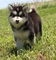 Malamute de Alaska de raza pura - Foto 1