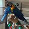 Mano bebé azul y oro guacamayo loros para la venta - Foto 1