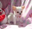 Maravilloso amante cachorros Chihuahua - Foto 1