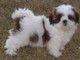 Maravilloso Shih Tzu cachorros disponibles - Foto 1