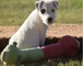 Maravillosos cachorros de parson russell terrier listo ahora