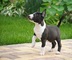 Miniature bull terrier cachorros listo para su adopción ahora