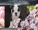Miniature bulldog cachorros disponibles para la venta