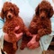 Miniature poodle cachorros listo ahora para la adopción
