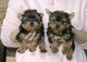 Navidad diminutos cachorros de raza pura Yorkshire Terrier - Foto 1