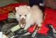 NLos cachorros más pequeños de Pomerania disponibles ahora para l - Foto 1