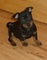 Ojos azules cachorros Lancashire Heeler para adopción - Foto 1