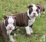 Pequeños perritos especiales de Boston Terrier - Foto 1