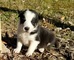 Perfecto y saludable cachorros de Collie barbudo para Navidad dar - Foto 1