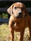 Perfectos cachorros rhodesian ridgeback listo ahora para la adopc