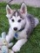 Perrito del husky siberiano para la adopción - Foto 1