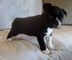 Perrito lindo de boston terrier para la adopción