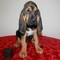 Perritos de bloodhound listos para unirse a su nueva familia ahor