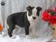 Perritos sin valor de Boston Terrier para la adopción - Foto 1