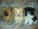 Pomeranian puppies