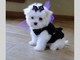 Potty entrenado Teacup Maltese Puppies Para la adopción libre - Foto 1