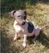 Precioso terrier sin pelo americano disponible