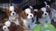 Preciosos cachorros de cavalier