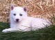 Puppes siberian huskies hermosos para rehoming