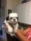 REGALO adorable cachorro Shih Tzu para un dulce hogar en Navidad - Foto 1