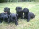 Regalo Affenpinscher cachorros lista - Foto 1