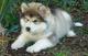 Regalo alaskan malamute cachorros disponibles