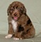 Regalo aussiedoodle cachorros listo - Foto 1