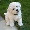 Regalo bichon cachorros listos