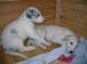 Regalo borzoi cachorros listo