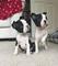 Regalo boston terrier cachorros disponibles