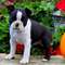 REGALO Brindle y blanco Boston Terrier cachorro - Foto 1