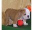 Regalo Bulldog Inglés cachorros - Foto 1