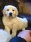 Regalo Cachorros Golden Retriever - Foto 1