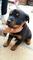Regalo Cachorros Rottweiler - Foto 1