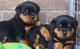 Regalo cachorros rottweiler en adopcion